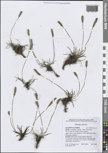 Манжетка желто-зеленая Rothm., Западная Европа (EUR) (Испания)