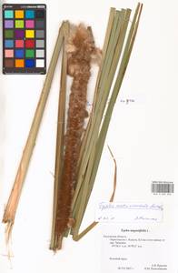 Рогоз юго-восточный Mavrodiev, Восточная Европа, Центральный район (E4) (Россия)