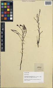 Sarcotheca monophylla (Planch. ex Hook. fil.) Hallier fil., Зарубежная Азия (ASIA) (Малайзия)