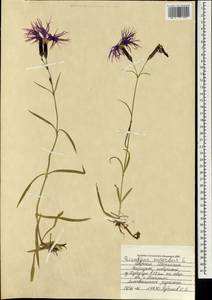 Гвоздика пышная L., Монголия (MONG) (Монголия)