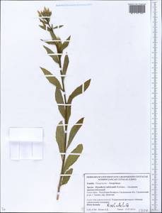 Oenothera × rubricaulis Kleb., Восточная Европа, Белоруссия (E3a) (Белоруссия)