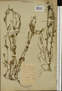 Щавель воробьиный, Щавелек L., Восточная Европа, Белоруссия (E3a) (Белоруссия)