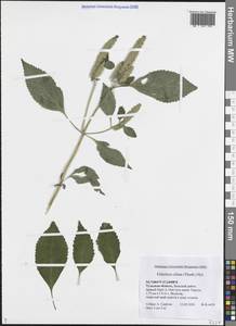 Эльсгольция реснитчатая (Thunb.) Hyl., Восточная Европа, Центральный район (E4) (Россия)