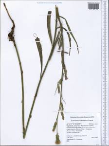 Candollea turkestanica (Franch.) Yild., Средняя Азия и Казахстан, Северный и Центральный Тянь-Шань (M4) (Киргизия)