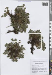 Сиббальдия распростертая, Сиббальдия лежачая L., Западная Европа (EUR) (Испания)