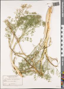 Жабрица извилистая L., Западная Европа (EUR) (Греция)