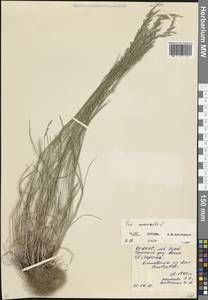 Мятлик дубравный L., Кавказ, Северная Осетия, Ингушетия и Чечня (K1c) (Россия)