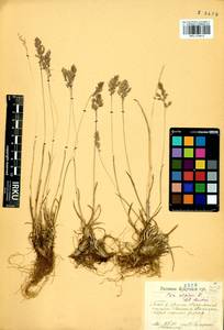 Мятлик альпийский L., Сибирь, Прибайкалье и Забайкалье (S4) (Россия)