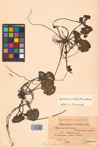 Hydrocharis dubia (Blume) Backer, Сибирь, Дальний Восток (S6) (Россия)