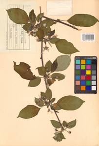 Яблоня лесная Mill., Восточная Европа, Центральный лесостепной район (E6) (Россия)