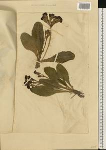 Первоцвет китайский Sabine ex Lindl., Восточная Европа, Северо-Западный район (E2) (Россия)