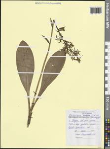 Любка зеленоцветковая (Custer) Rchb., Кавказ, Черноморское побережье (от Новороссийска до Адлера) (K3) (Россия)