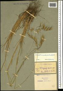 Avenula pubescens (Huds.) Dumort., Кавказ, Армения (K5) (Армения)