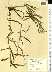 Анафалис жемчужный (L.) Benth., Сибирь, Дальний Восток (S6) (Россия)