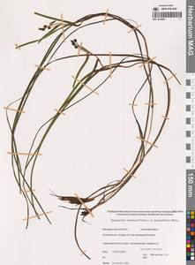 Ежеголовник всплывающий, Ежеголовник всплывший Rehmann, Сибирь, Чукотка и Камчатка (S7) (Россия)