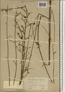 Scrophularia frigida Boiss., Зарубежная Азия (ASIA) (Иран)