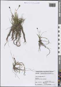 Осока норвежская Retz., Сибирь, Центральная Сибирь (S3) (Россия)