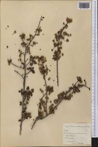 Phyllanthus orbicularis Kunth, Америка (AMER) (Куба)