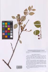 Кизильник рыхлоцветковый (J.Jacq.) Lindl., Восточная Европа, Северный район (E1) (Россия)