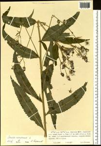 Крестовник дубравный L., Сибирь, Якутия (S5) (Россия)