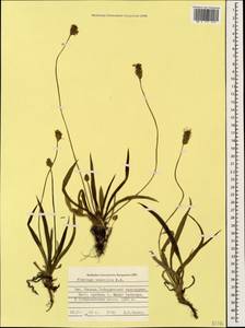 Plantago atrata subsp. spadicea Pilg., Кавказ, Ставропольский край, Карачаево-Черкесия, Кабардино-Балкария (K1b) (Россия)