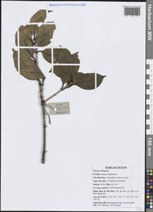 Osmanthus fragrans (Thunb.) Lour., Зарубежная Азия (ASIA) (Вьетнам)