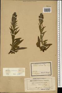 Синяк пятнистый (L.) Böhle & Hilger, Кавказ, Грузия (K4) (Грузия)