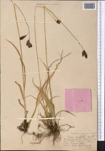 Carex nivalis Boott, Средняя Азия и Казахстан, Западный Тянь-Шань и Каратау (M3) (Узбекистан)