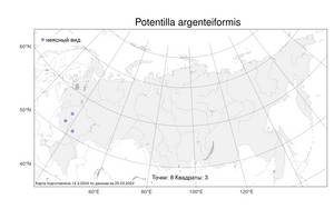 Potentilla argenteiformis, Лапчатка серебристовидная Kauffm., Атлас флоры России (FLORUS) (Россия)