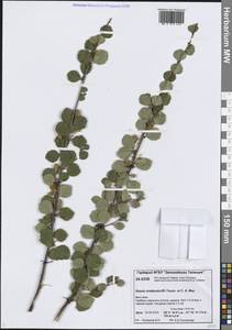 Береза кустарниковая Pall., Сибирь, Центральная Сибирь (S3) (Россия)