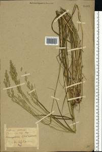 Lolium pratense (Huds.) Darbysh., Восточная Европа, Северо-Украинский район (E11) (Украина)