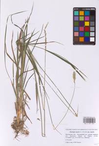 Пырейник ползучий (L.) Gould, Восточная Европа, Московская область и Москва (E4a) (Россия)