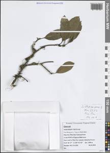 Дуб, Зарубежная Азия (ASIA) (Вьетнам)