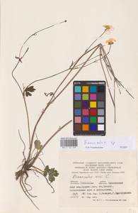 Лютик, Восточная Европа, Западный район (E3) (Россия)