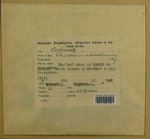 Abietinella abietina (Hedw.) M. Fleisch., Гербарий мохообразных, Мхи - Центральное Нечерноземье (B6) (Россия)