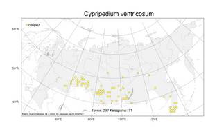 Cypripedium ventricosum, Венерин башмачок вздутоцветковый Sw., Атлас флоры России (FLORUS) (Россия)