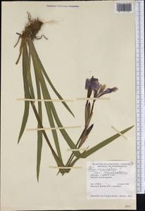 Iris versicolor L., Америка (AMER) (Канада)