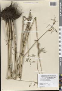 Схеноплектус приморский (Schrad.) Palla, Восточная Европа, Нижневолжский район (E9) (Россия)