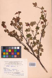 Смородина альпийская L., Восточная Европа, Западно-Украинский район (E13) (Украина)