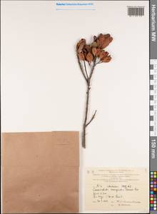 Magnoliopsida, Австралия и Океания (AUSTR) (Новая Каледония)