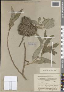 Ива, Средняя Азия и Казахстан, Сырдарьинские пустыни и Кызылкумы (M7) (Узбекистан)