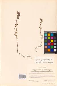 Тимьян блошиный, Чабрец блошиный L., Восточная Европа, Московская область и Москва (E4a) (Россия)