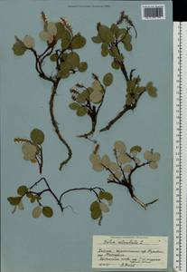 Ива сетчатая L., Восточная Европа, Северный район (E1) (Россия)