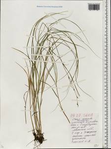 Осока расставленная, Осока раздвинутая L., Восточная Европа, Белоруссия (E3a) (Белоруссия)