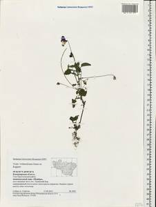 Viola ×wittrockiana Gams, Восточная Европа, Центральный район (E4) (Россия)