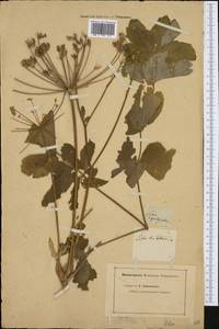 Лазурник трехлопастный (L.) Borkh., Западная Европа (EUR) (Неизвестно)