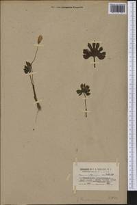 Sanguinaria canadensis L., Америка (AMER) (США)