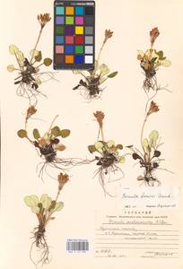Primula modesta var. fauriei (Franch.) Takeda, Сибирь, Дальний Восток (S6) (Россия)