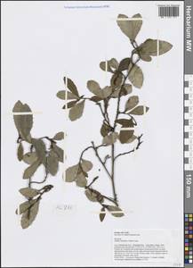 Taxotrophis ilicifolia (Kurz) S. Vidal, Зарубежная Азия (ASIA) (Лаос)