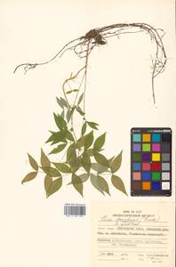 Горошек разветвленный (Maxim.) Ohwi, Сибирь, Дальний Восток (S6) (Россия)